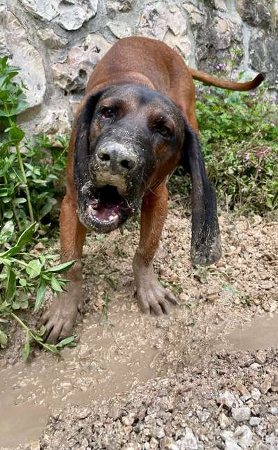 dirty Dog-Beitrag-Bild