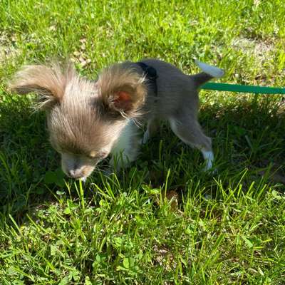 Hundetreffen-Chihuahua Kumpel gesucht in Mölln-Bild