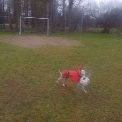 Hundetreffen-Treffen mit schnell -lauffreudigen Hunden..-Bild