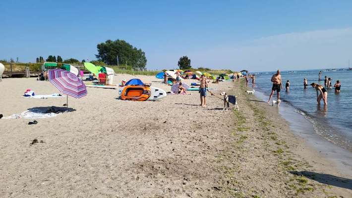 Hundeauslaufgebiet-Pelzerhaken-Bild