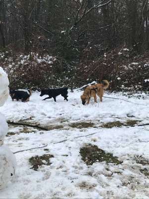 Hundetreffen-Gemeinsames Spazierengehen und Spielen am Venusberg/im Kottenforst-Bild