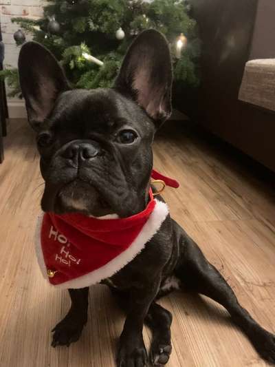 Challenge Nr. 8  Dein Hund im Weihnachtslook-Beitrag-Bild