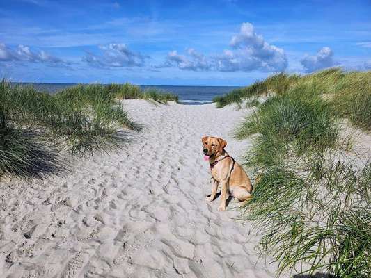 Urlaub mit Hund - Noordwijk - Erfahrungen?-Beitrag-Bild