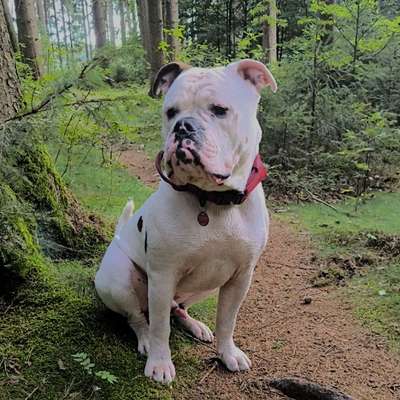 Hundetreffen-Spiel und Trainingspartner gesucht-Bild