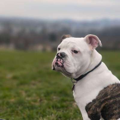 Hundetreffen-Spielkameraden gesucht-Bild