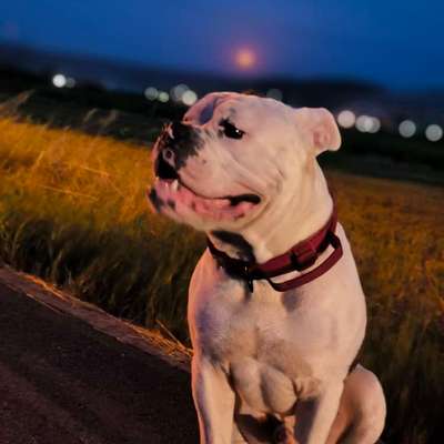 Hundetreffen-Spiel und Trainingspartner gesucht-Bild