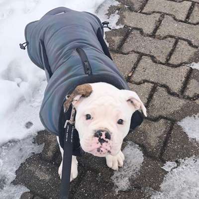 Hundetreffen-Suchen soziale Kontakte zu anderen Hunden-Bild