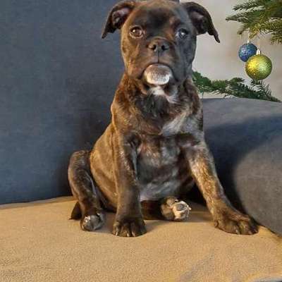 Hundetreffen-Spielpartner gesucht-Bild