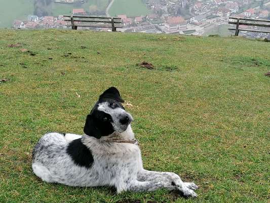 Seltene Rassen!-Beitrag-Bild