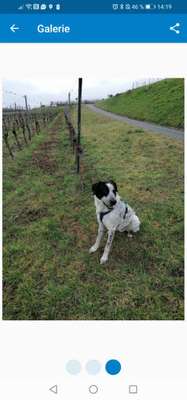 Andere Haustiere?-Beitrag-Bild