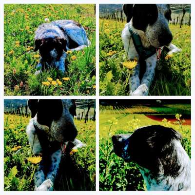 zeigt eure Hunde mit Ihren Frühlingsgefühlen:)-Beitrag-Bild