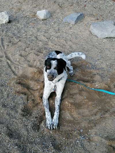 Hunderunde-Beitrag-Bild