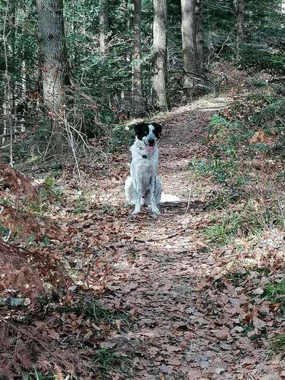 Die Dogorama Kalender Challenge Teil 1/4-Beitrag-Bild