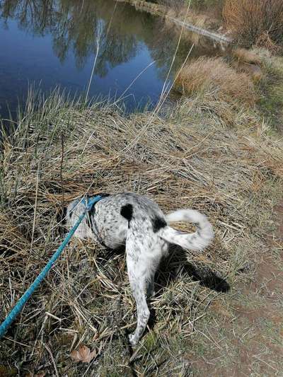 englisch pointer mischlinge 🐶🐾-Beitrag-Bild