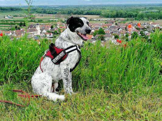 englisch pointer mischlinge 🐶🐾-Beitrag-Bild