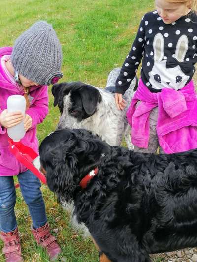 Hunde vom Tierschutzverein 🐕♥️-Beitrag-Bild