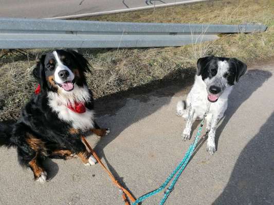 Bester Freund, Hundekumpel - zeigt her!-Beitrag-Bild