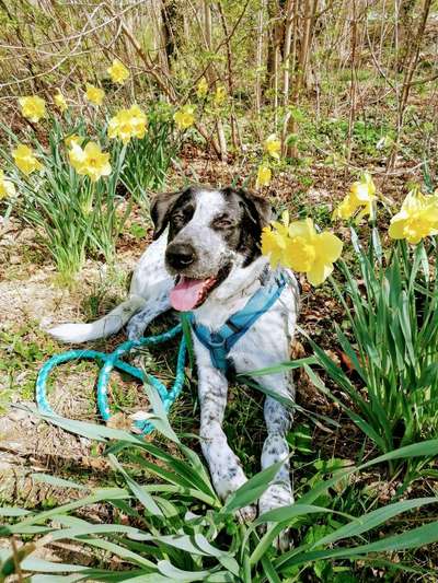 Die Dogorama Monats Challenge "Es grünt und blüht"-Beitrag-Bild