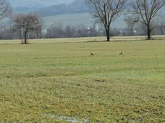 Hundeauslaufgebiet-Schallstadt-Bild