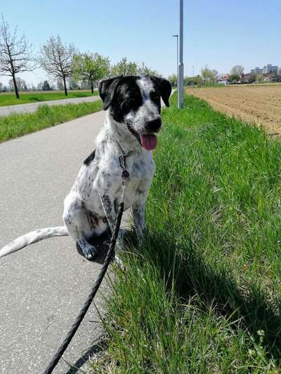Tierschutzhund ist meine Lieblingsrasse-Beitrag-Bild