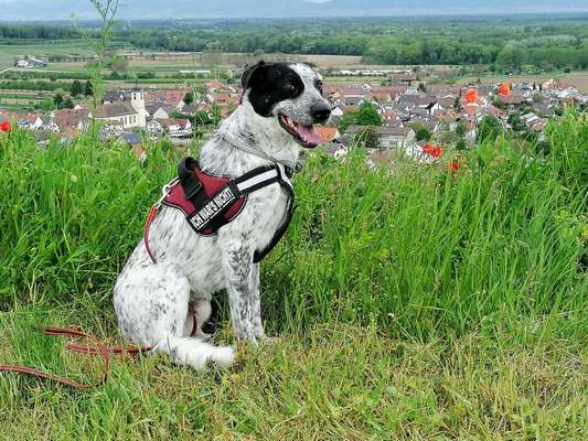 hund trinkt wenig-Beitrag-Bild