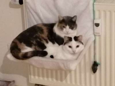 Andere Haustiere?-Beitrag-Bild