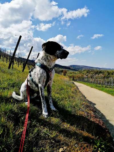 Fotochallenge No. 26                                     Wald und Wiese-Beitrag-Bild