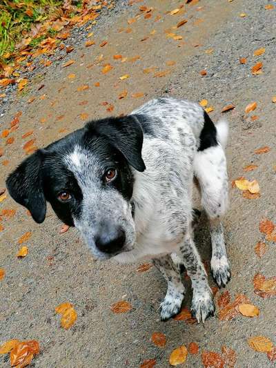 TierschutzhundeStammtisch🐕-Beitrag-Bild