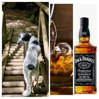 Wie heißt dein Hund?-Beitrag-Bild