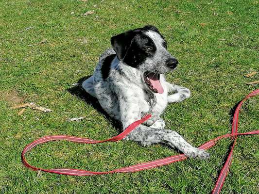 Hunde vom Tierschutzverein 🐕♥️-Beitrag-Bild