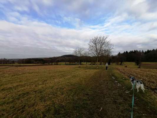 Hundeauslaufgebiet-Wald, Wiese und Felder-Bild