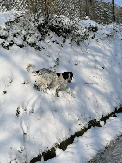 Zeigt die schönsten Schneebilder von eurer Fellnase ❄️-Beitrag-Bild