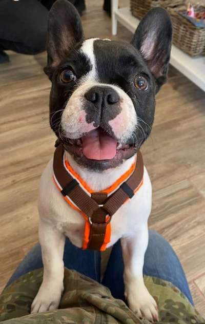 Mückenstiche-Beitrag-Bild