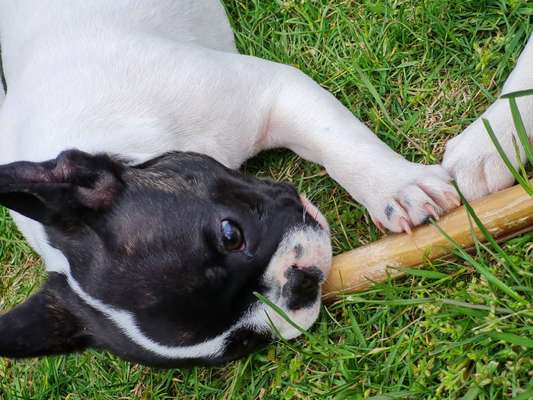 Die Dogorama Monats Challenge "Es grünt und blüht"-Beitrag-Bild