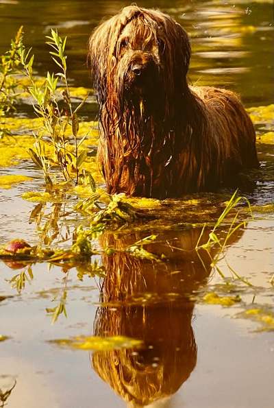 Die Dogorama Wochen Challenge-Beitrag-Bild