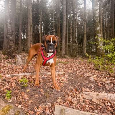 Hundetreffen-Trainingspartner um Hundebegegnungen zu üben-Bild