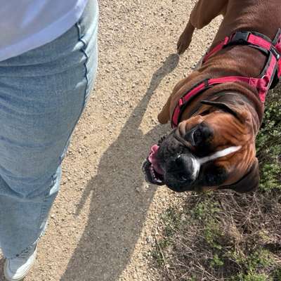 Hundetreffen-Trainingspartner um Hundebegegnungen zu üben-Bild
