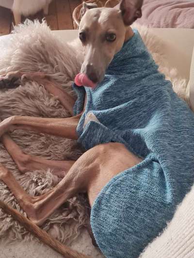 Windhunde - Treffen der besonderen Schönheiten
HERZLICH WILLKOMMEN-Beitrag-Bild