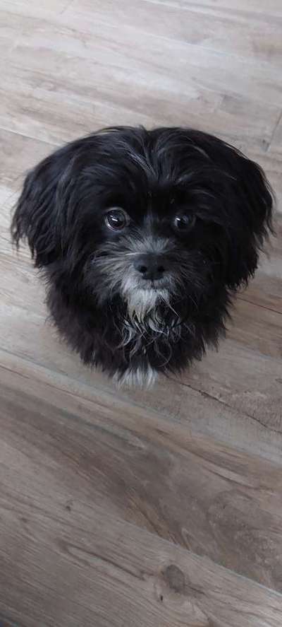 Hundetreffen-Treffen mit Welpen. Habe 1 8 Monate alten malteeser/Havaneser  der gerne spielt.-Bild