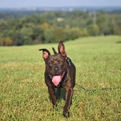 Hundetreffen-Spiel- und Trainingstreffen-Bild