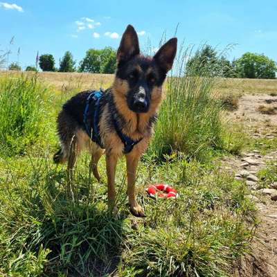 Hundetreffen-Gemeinsames Laufen-Bild