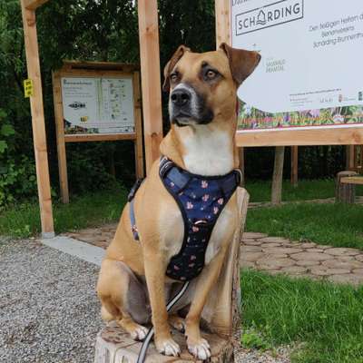 Hundetreffen-Social walk-Bild