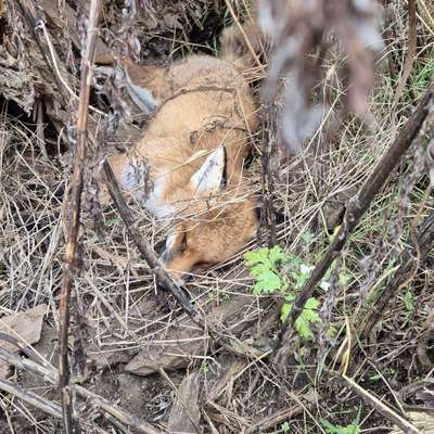 Giftköder-Toter Fuchs-Bild