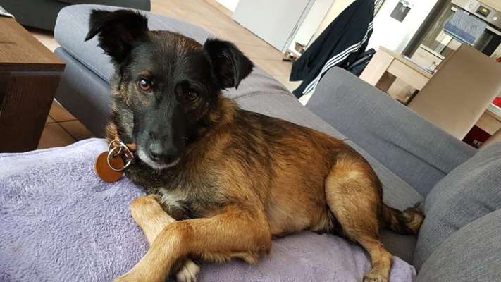 Schäferhund-Fans?-Beitrag-Bild