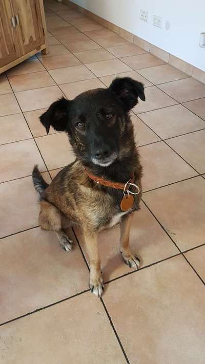 Wo habt ihr eure Hunde her ?-Beitrag-Bild