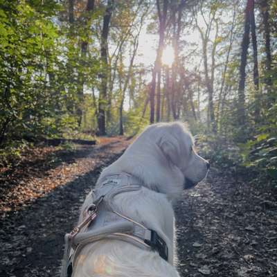 Hundetreffen-Hundefreunde gesucht!-Bild