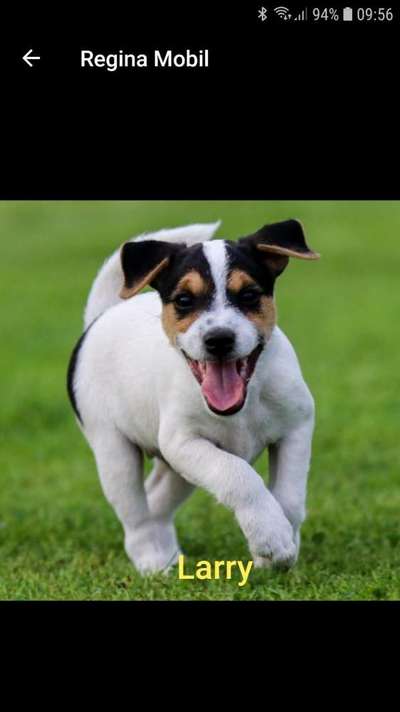 Jack Russel-Beitrag-Bild