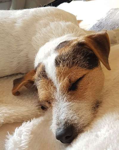 Jack Russel-Beitrag-Bild
