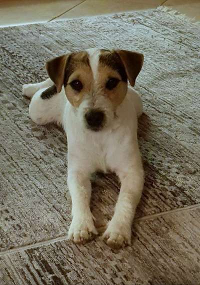 Jack Russel-Beitrag-Bild