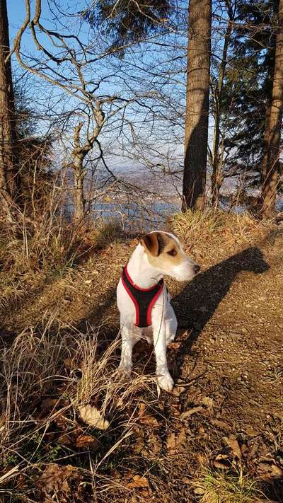 Jack Russel-Beitrag-Bild